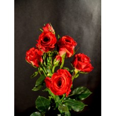 Spray Roses - Red Mikado